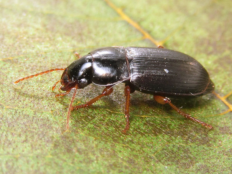 Carabidae:    Harpalus luteicornis, femmina